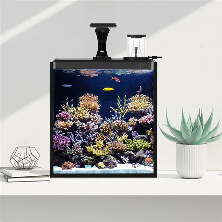 最新モデル クリアガラス ミニ海水魚水槽 海水魚用 - Aquarium Marine Clearwater のレビューと価格
