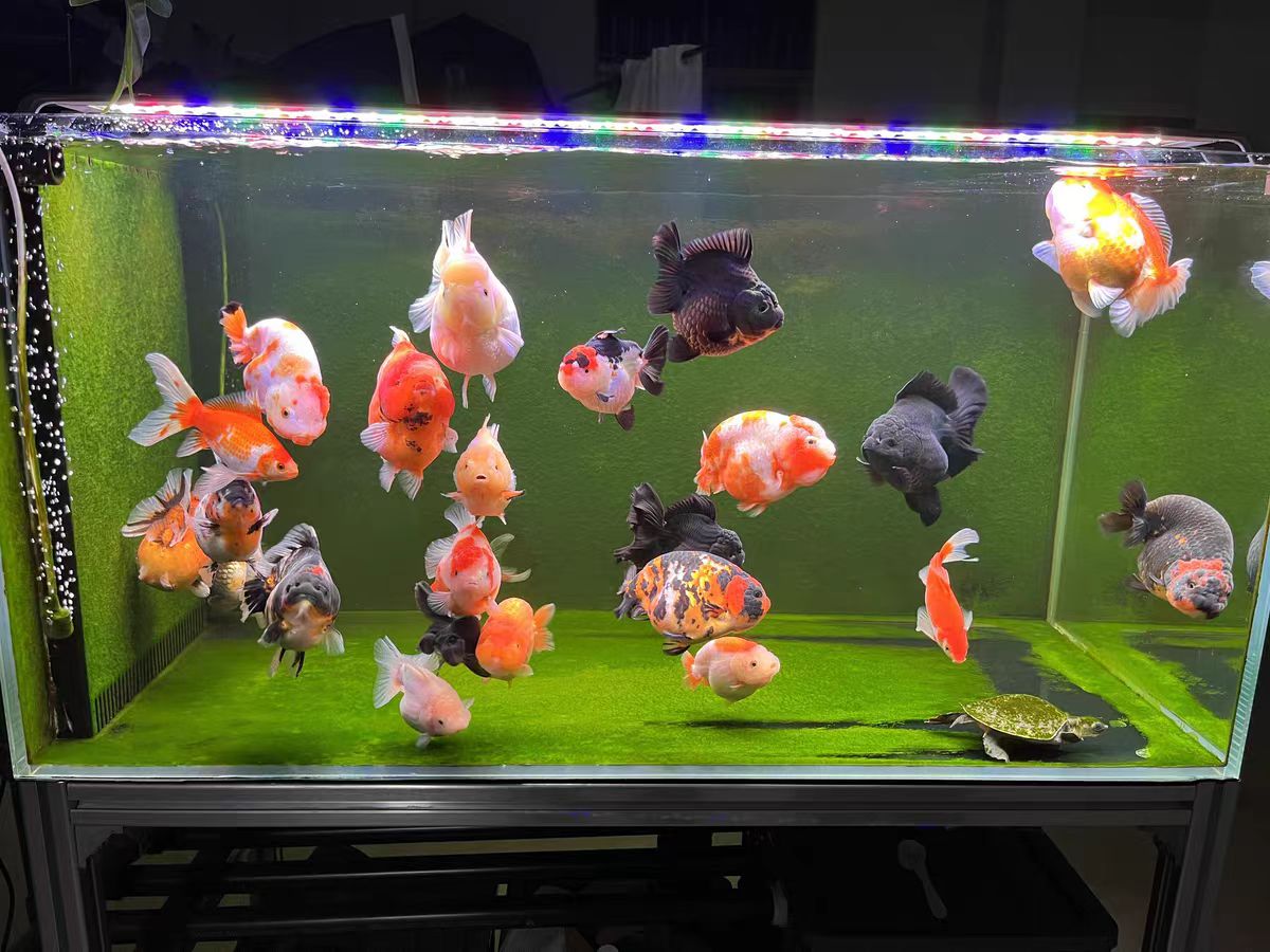 光学レンズ付き水槽ライト LED水槽照明ランプ 水槽LEDマ - Aquarium Marine Clearwater のレビューと価格